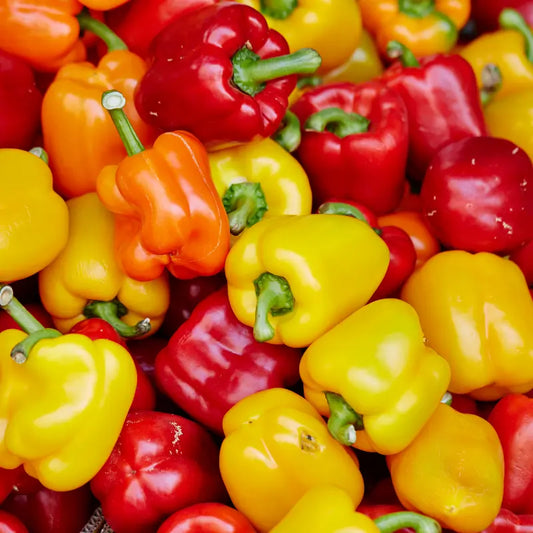 So wird deine Paprika-Ernte ein voller Erfolg: Der richtige Bio-Dünger macht den Unterschied