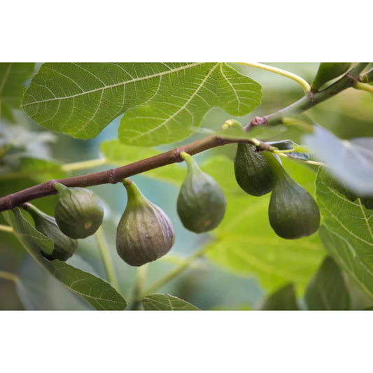 Süße Feigen aus dem eigenen Garten? So klappt's mit der richtigen Düngung