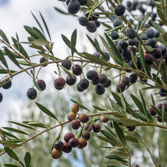 So wird dein Olivenbaum zum mediterranen Highlight – mit der richtigen Pflege und Bio-Düngung