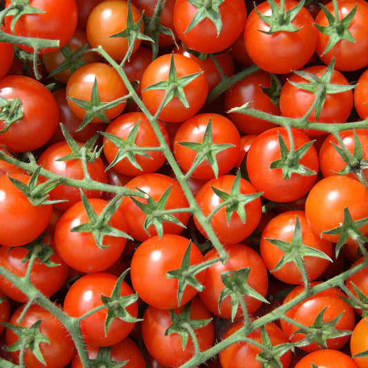 Tomaten richtig pflegen – für aromatische Früchte aus dem eigenen Garten