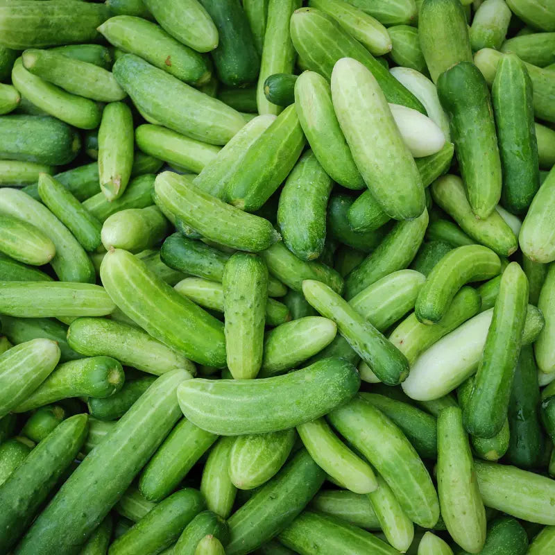 Gurken düngen für knackige Ernte: So funktioniert's natürlich und effektiv