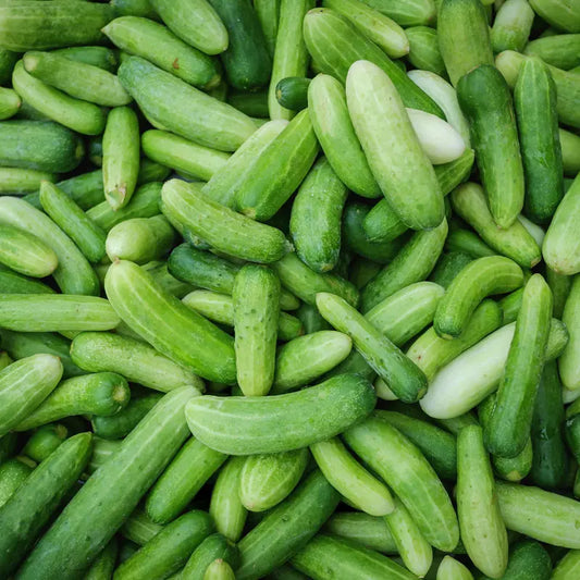 Gurken düngen für knackige Ernte: So funktioniert's natürlich und effektiv
