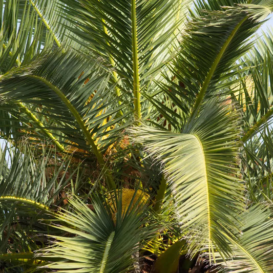 Kraftvoller Wuchs für deine Hanfpalme – so funktioniert die natürliche Düngung