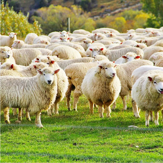 Schafwolle als Dünger. Natürliche Power für deinen Garten
