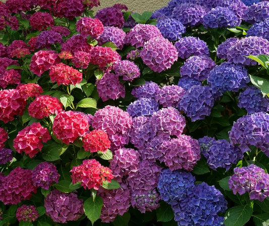 Prächtige Hortensien für deinen Garten